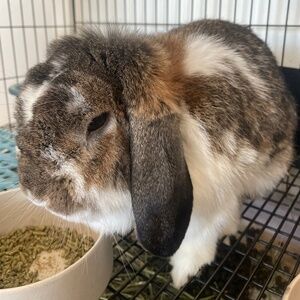 Meet your Posher, Lada Dee!